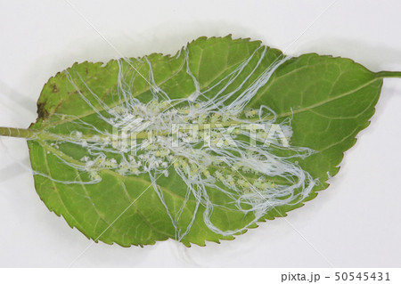 桑木虱