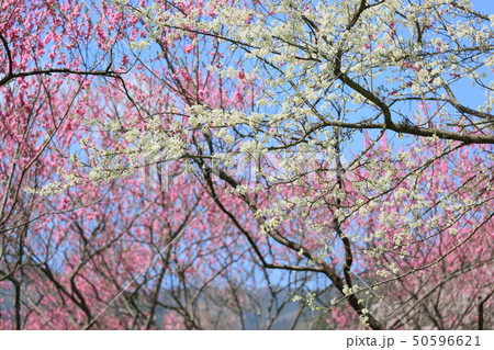 花 白い花 ピンクの花 スモモの写真素材