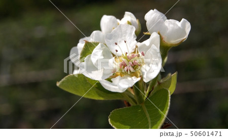 西洋梨の花の写真素材