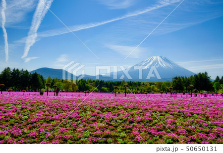 本栖ハイランドの写真素材