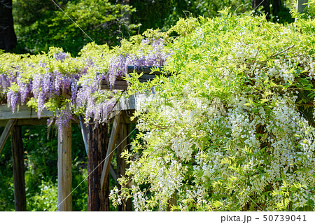 藤花の写真素材