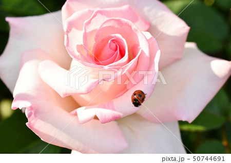 深見東州 てんとう虫は紅薔薇が好き 深見東州てんとう虫は紅薔薇が好き