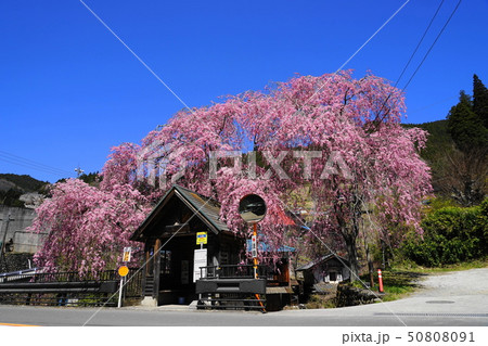 人里バス停 檜原村 しだれ桜 東京都の写真素材