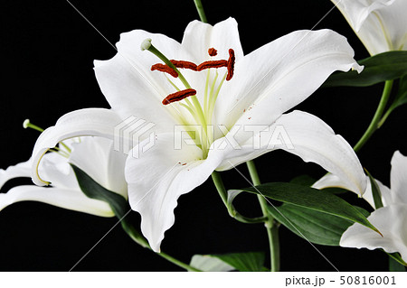 白百合 植物の写真素材