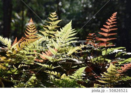 胞子によって増える植物の写真素材