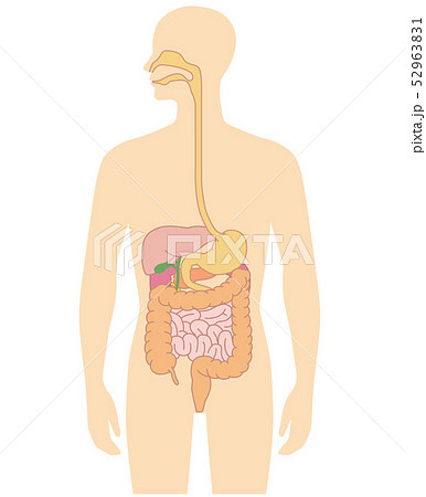 消化器のイラスト素材