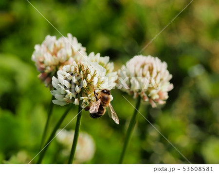 シロツメクサ 花冠 クローバー 冠の写真素材