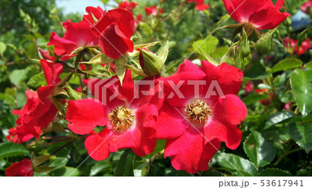 花 ドルトムント 赤色 植物の写真素材 花 ドルトムント 赤色 植物の写真素材