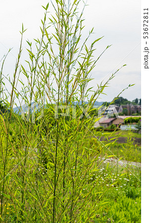 篠竹 植物 自然の写真素材