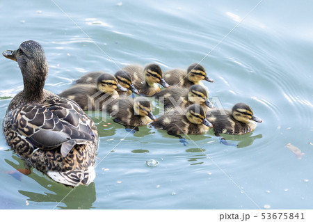 マガモ 雛 カモ 幼鳥の写真素材