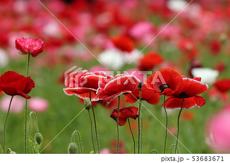 最も欲しかった アマポーラ 花言葉 アマポーラ 花言葉
