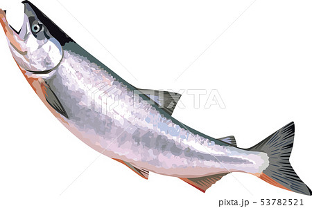 鮭 魚 サーモン シャケの写真素材