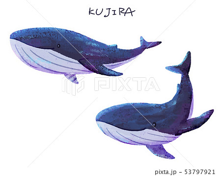 ザトウクジラのイラスト素材