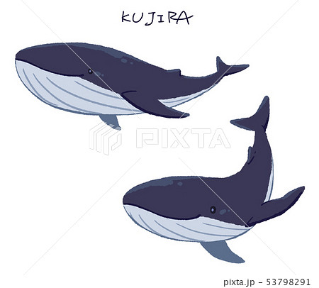 かわいいクジラのイラスト素材 Pixta