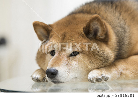 犬 柴犬 日本犬 伏せるの写真素材