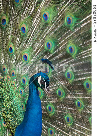 広げる 孔雀 羽 鳥の写真素材