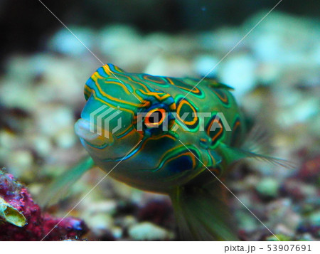 海水魚 熱帯魚 ニシキテグリ マンダリンフィッシュの写真素材