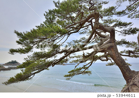 浦富海岸 松 松の木 浦富海水浴場の写真素材