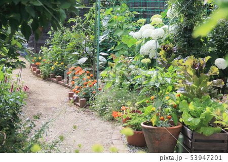 家庭菜園ポタジェの写真素材