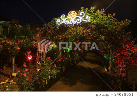 岩手県 花巻市 バラ園 ライトアップの写真素材