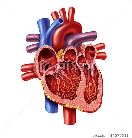 心臓病のイラスト素材