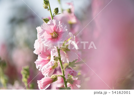 コケコッコ花の写真素材