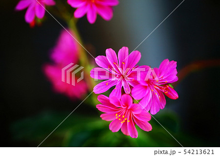 イワハナビ 植物 花の写真素材