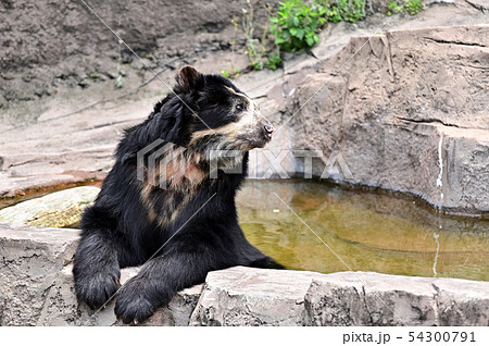 メガネグマの写真素材