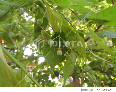 セイヨウボダイジュ リンデンバウム 西洋菩提樹の写真素材