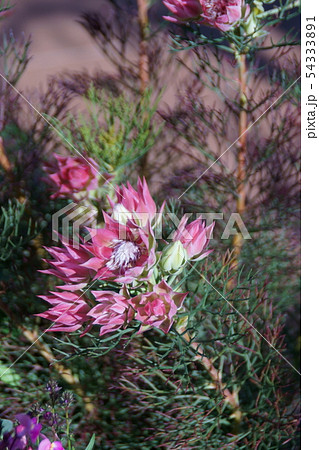 セルリア 花 セルリア カルメン 植物の写真素材