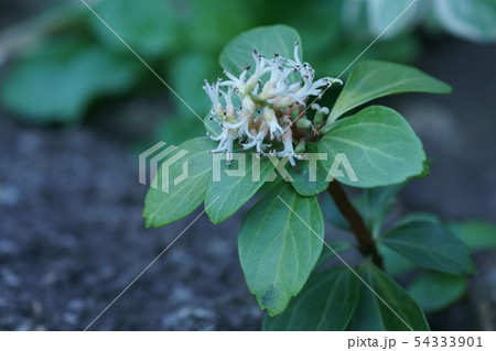 フッキソウの花の写真素材