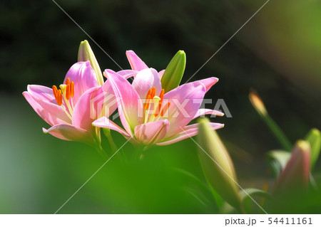 花びらが多い花の写真素材