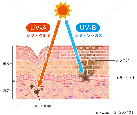 メラノサイトのイラスト素材