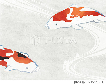 鯉 錦鯉のイラスト素材集 ピクスタ