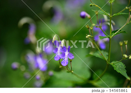 植物 花 花畑 トリカブトの写真素材