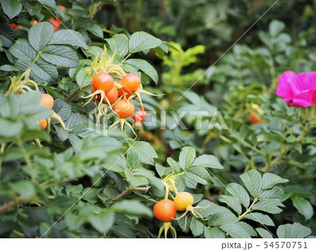 実 ハマナス オレンジ色 ローズヒップの写真素材