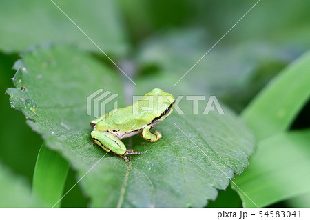 カエル 蛙 の写真素材集 ピクスタ