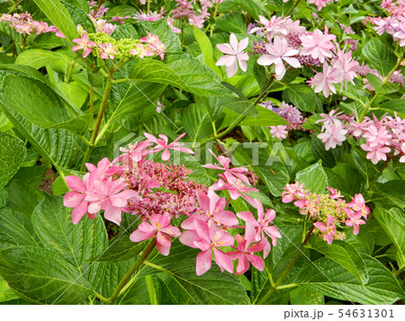 滋賀県 守山市 もりやま芦刈園の写真素材