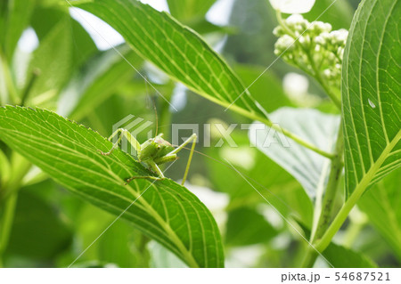 バッタ 虫 昆虫 正面の写真素材