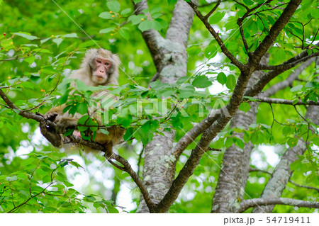 猿 木登りの写真素材