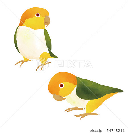 シロハラインコのイラスト素材