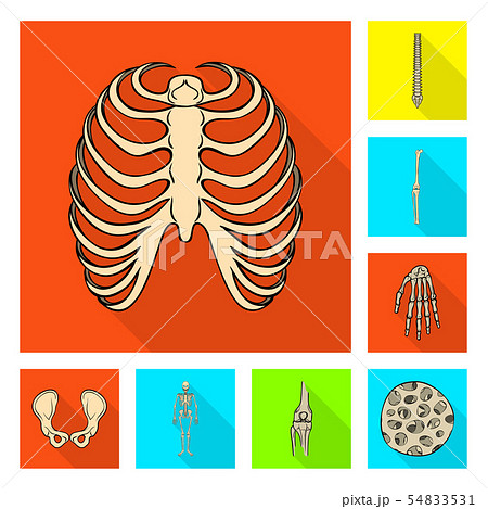 肋骨のイラスト素材