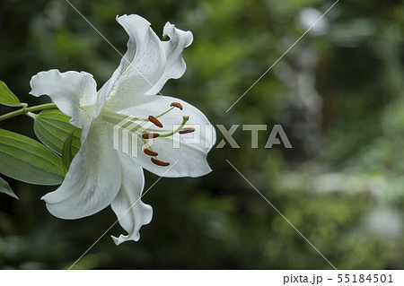 百合 カサブランカ 白い花 横向きの写真素材