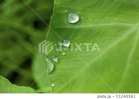 野菜 水滴 水玉 葉野菜の写真素材