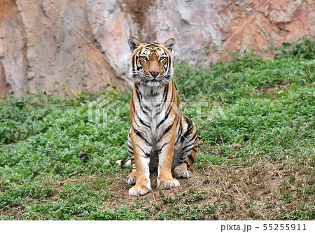 トラ 虎 の写真素材集 ピクスタ