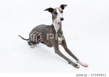 イタリアングレーハウンド クレヨン画 肖像画 犬 イタグレ 手描き インテリア 34cf024b280bc3776b8ce967319a14