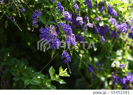 デュランタ 青紫色 樹木の花 タイワンレンギョウの写真素材
