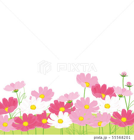 コスモス 風景 花 イラスト かわいいのイラスト素材