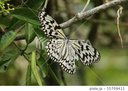 蝶 蝶々 オオゴマダラ 横向きの写真素材
