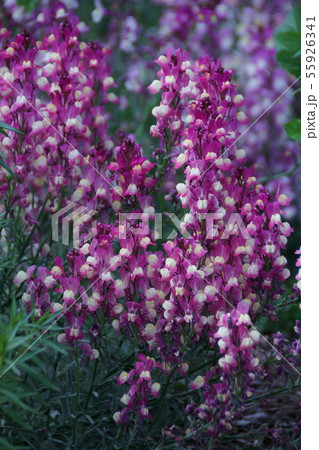 姫金魚草 リナリア 花言葉は 幻想 の写真素材